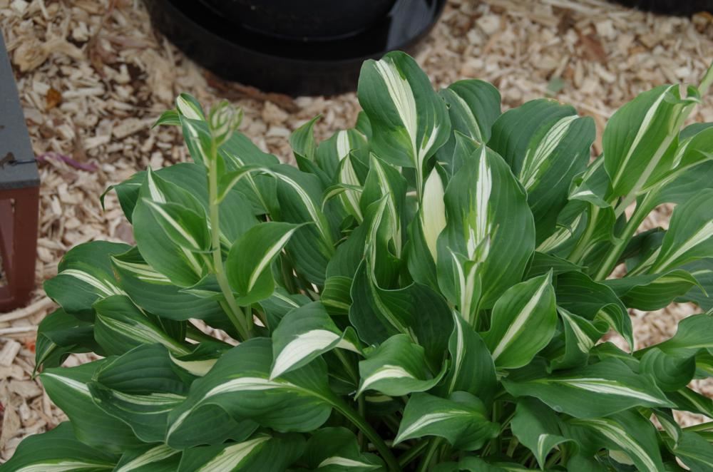 Plantenfiche-Hosta-Undulata-Univittata-