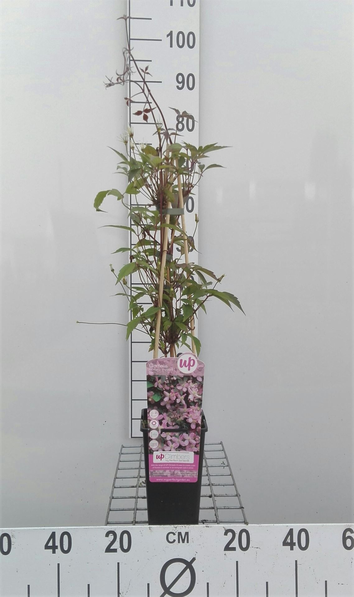 Clematis 'Fragrant Spring' - pot - 50-60 cm