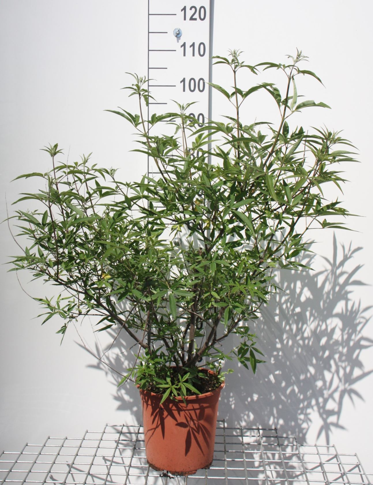 Cb Castus Vitex agnus-castus - pot 10L - 50-60 cm