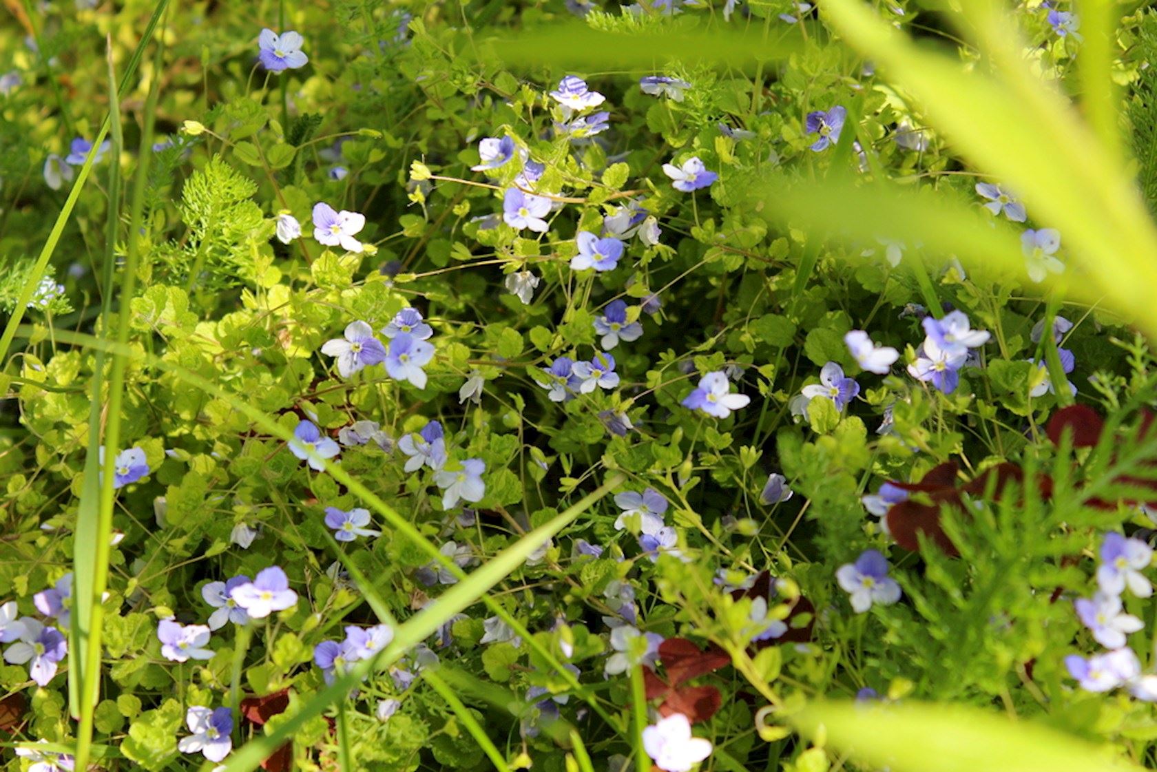 Plantenfiche-Veronica-repens