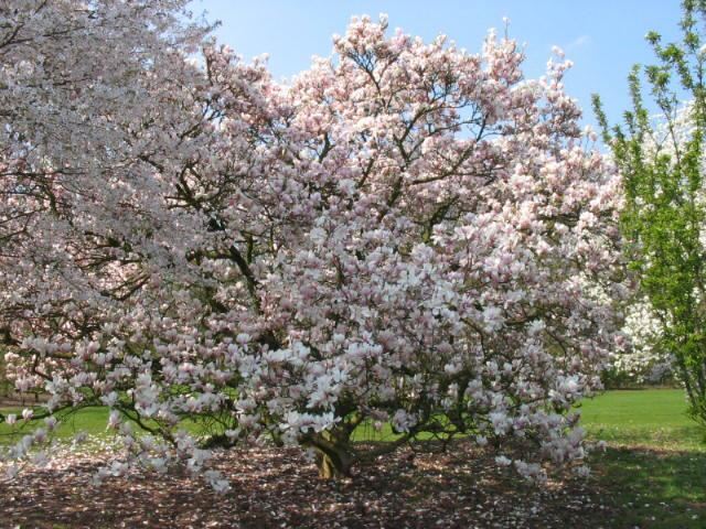 Plantenfiche-Magnolia-x-soulangeana