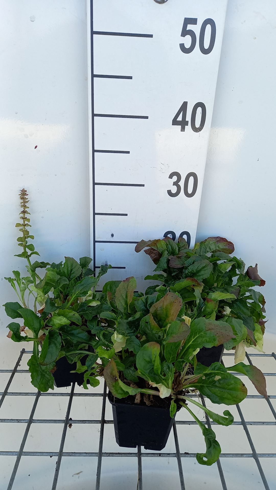 Ajuga reptans 'Rosea' - pot 9x9 cm