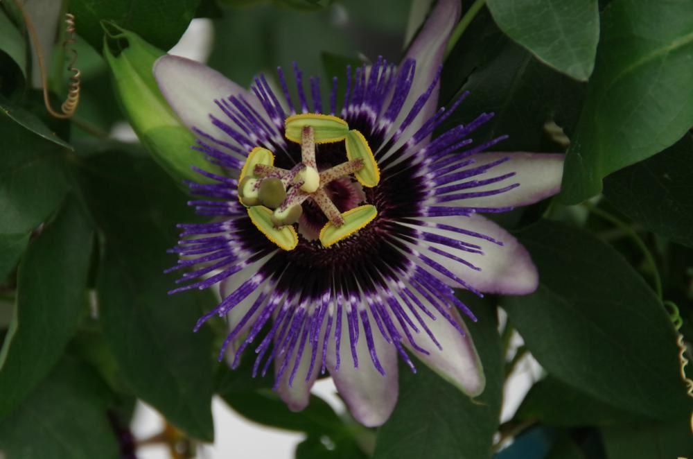 Plantenfiche-Passiflora-Silly-Cow-