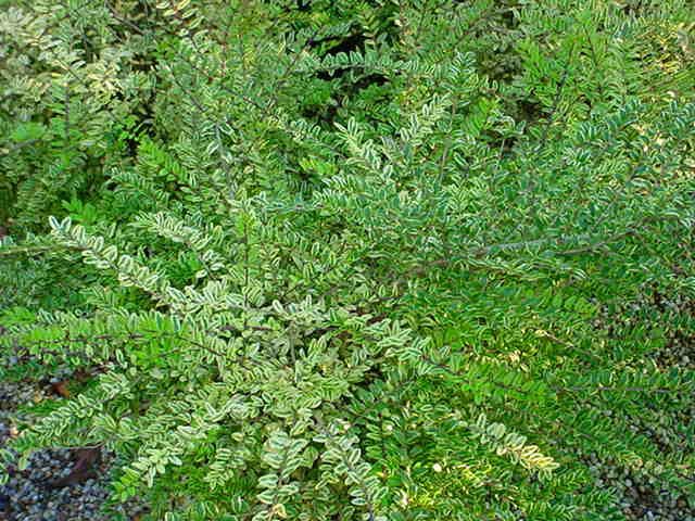 Plantenfiche-Lonicera-nitida-Lemon-Beauty-