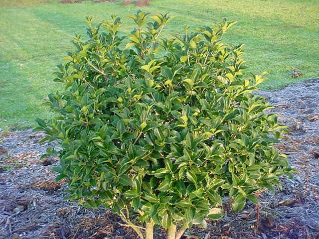 Plantenfiche-Osmanthus-x-fortunei