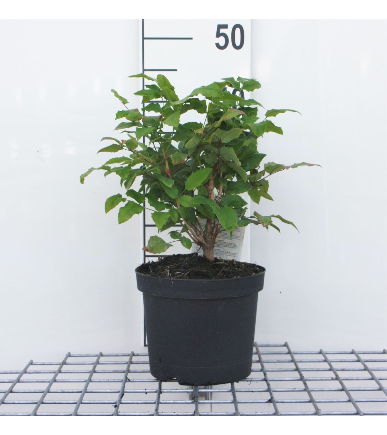 Mahonia aquifolium - pot - 30-40 cm