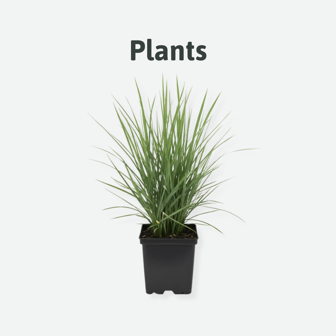 plants