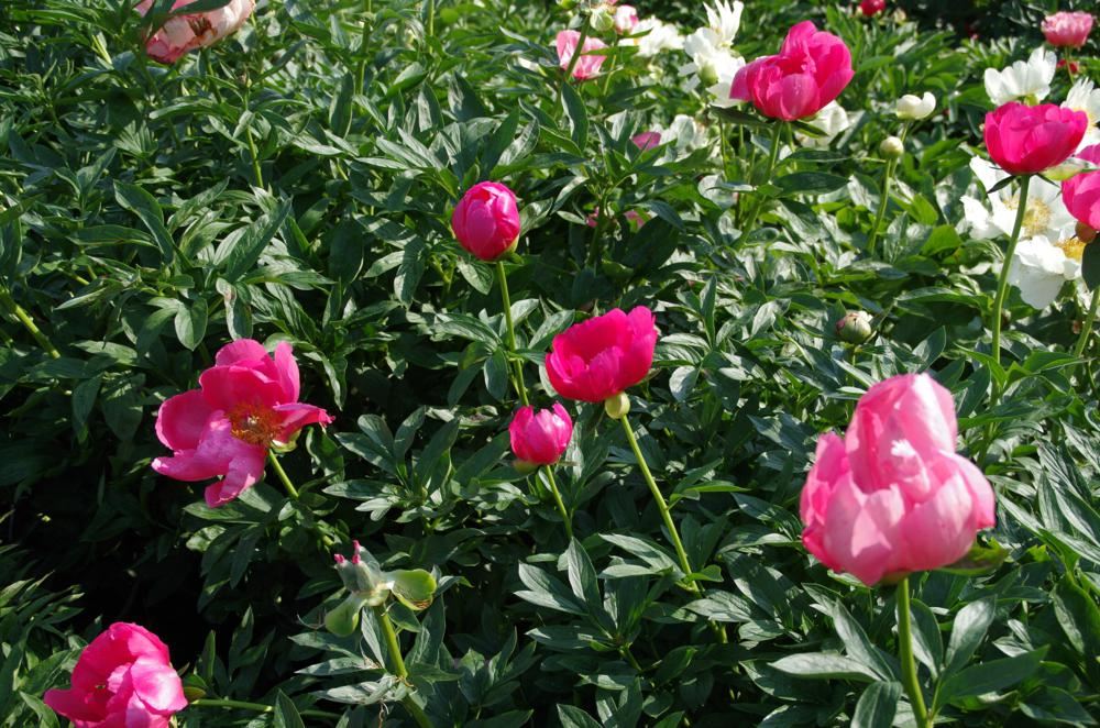 Plantenfiche-Paeonia-Flame-