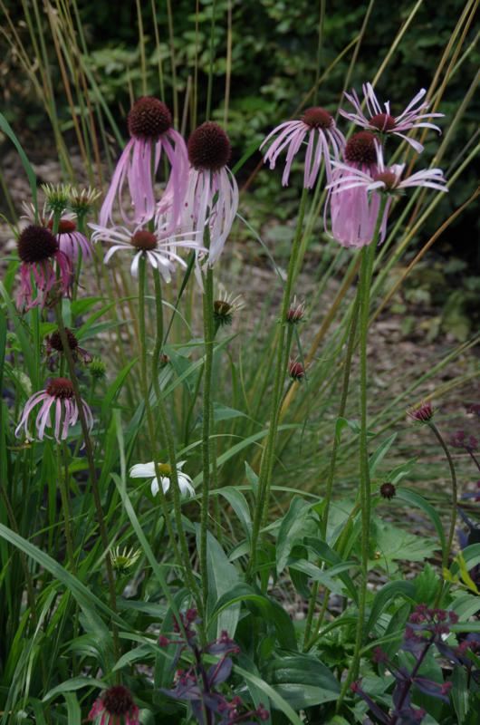 Plantenfiche-Echinacea-pallida