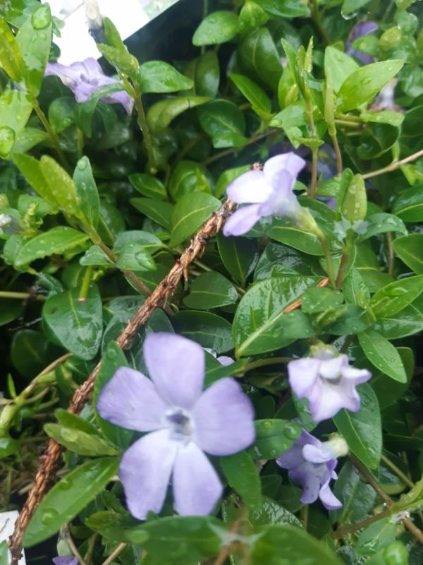 Plantenfiche-Vinca-minor-Josefine-