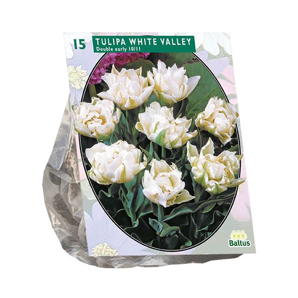 Baltus 'Tulipa White Valley' voorjaarsbloeiers - Dubbel vroeg - 15 bollen