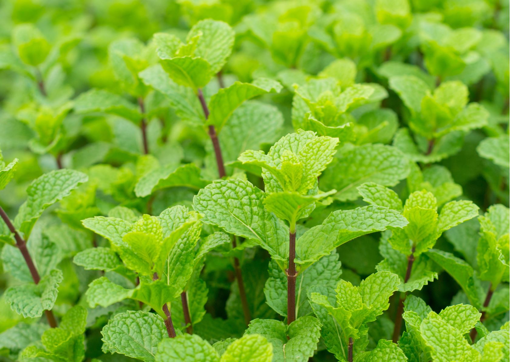 Peppermint - jar ø13 cm (mentha piperita )