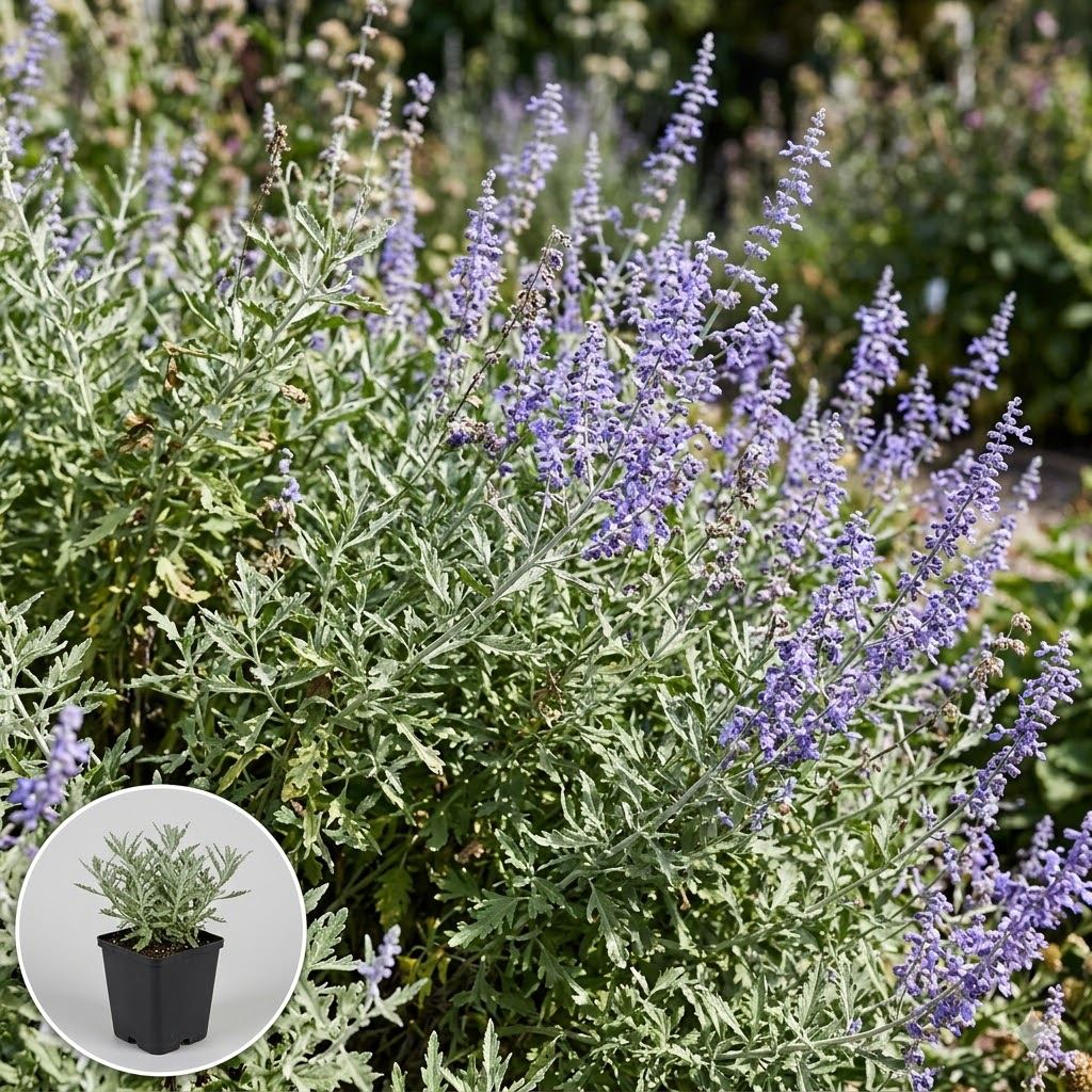 Perovskia-atriplicifolia-Little-Spire-pot-9x9-cm-Russische-salie-