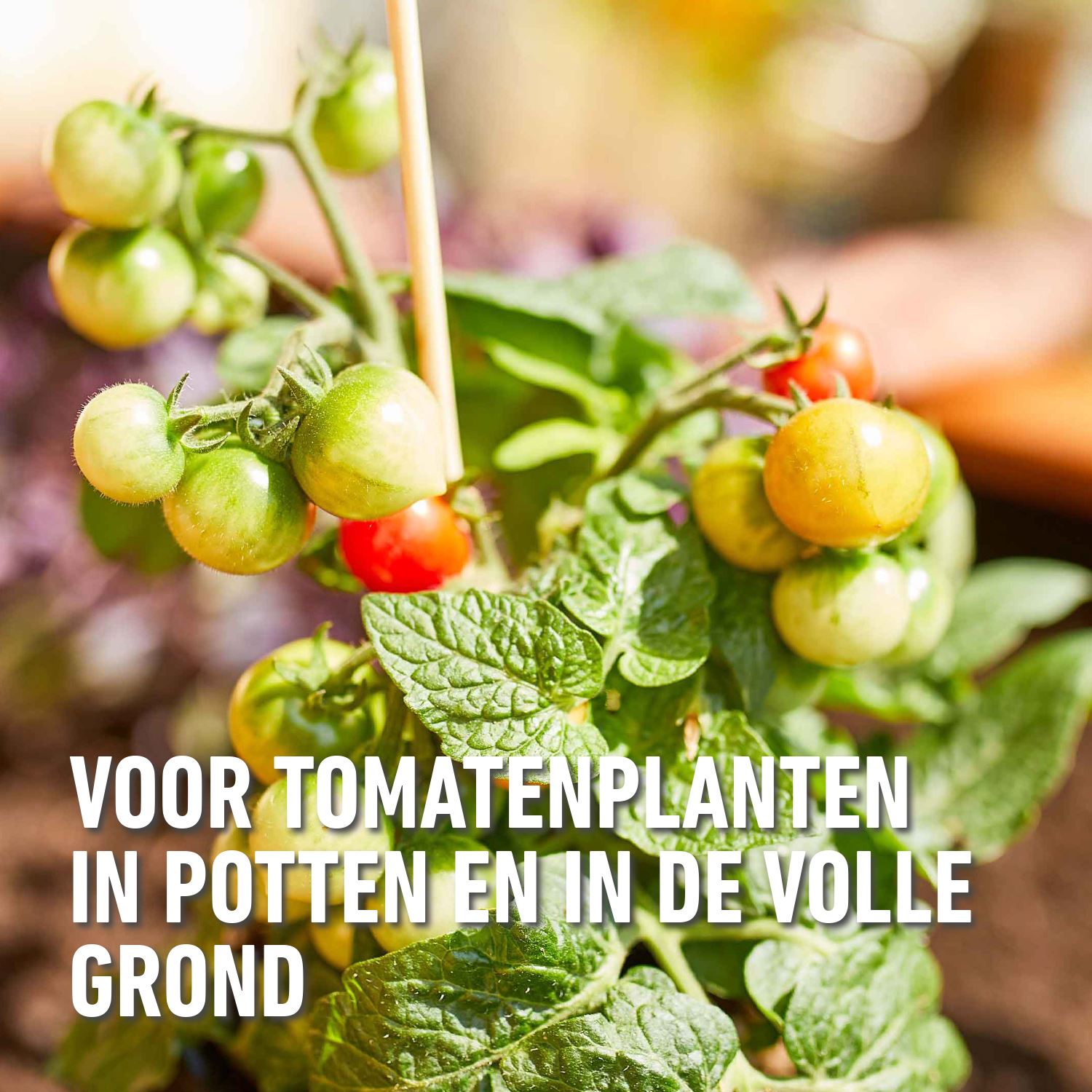 Compo-bio-vloeibare-meststof-tomaten-1L