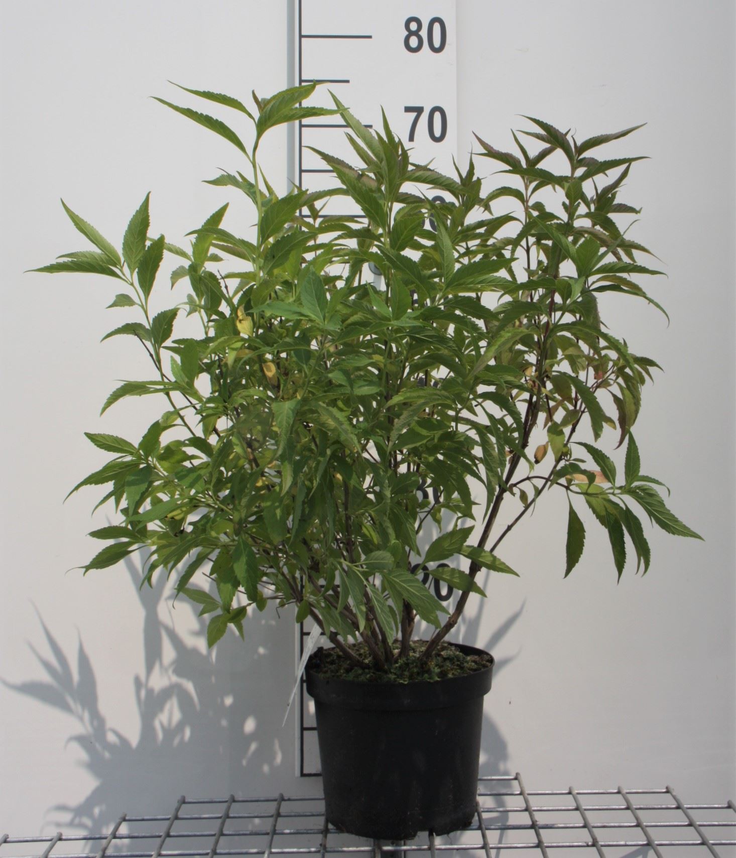 Elsholtzia stauntonii - pot - 30-40 cm