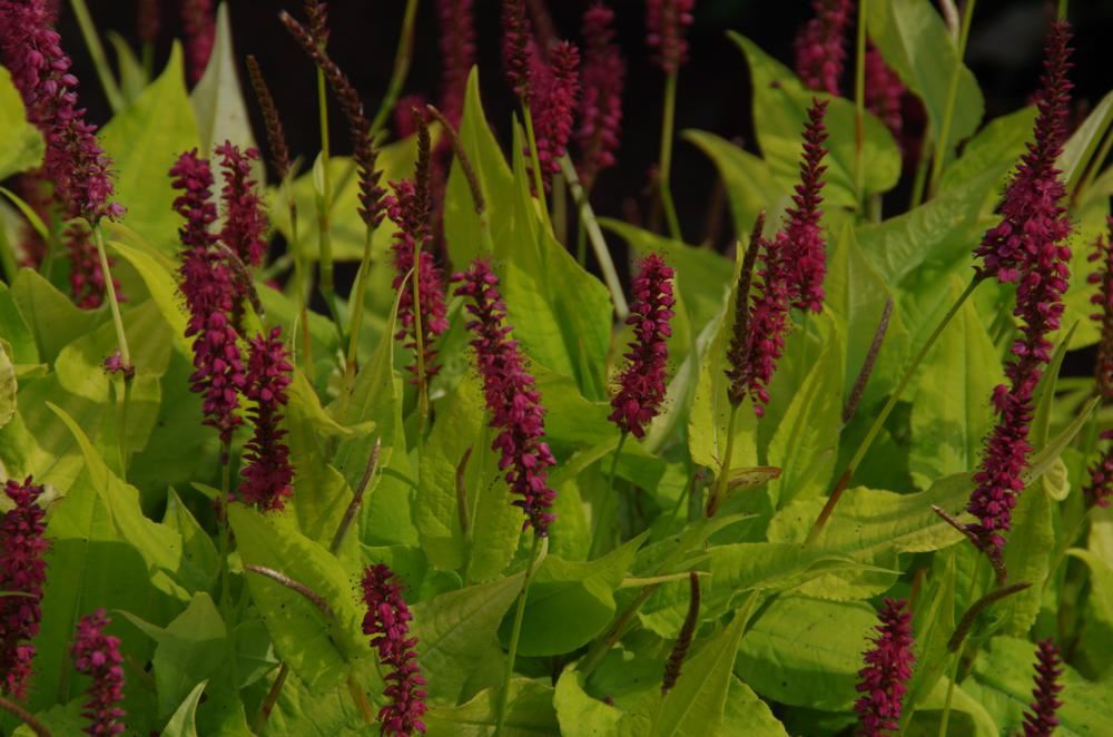 Plantenfiche-Persicaria-amplexicaulis-Golden-Arrow-