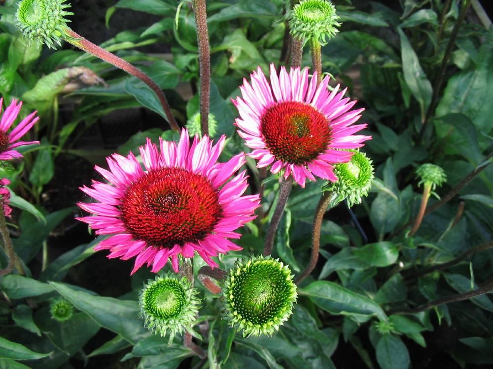 Plantenfiche-Echinacea-purpurea-Vintage-Wine-