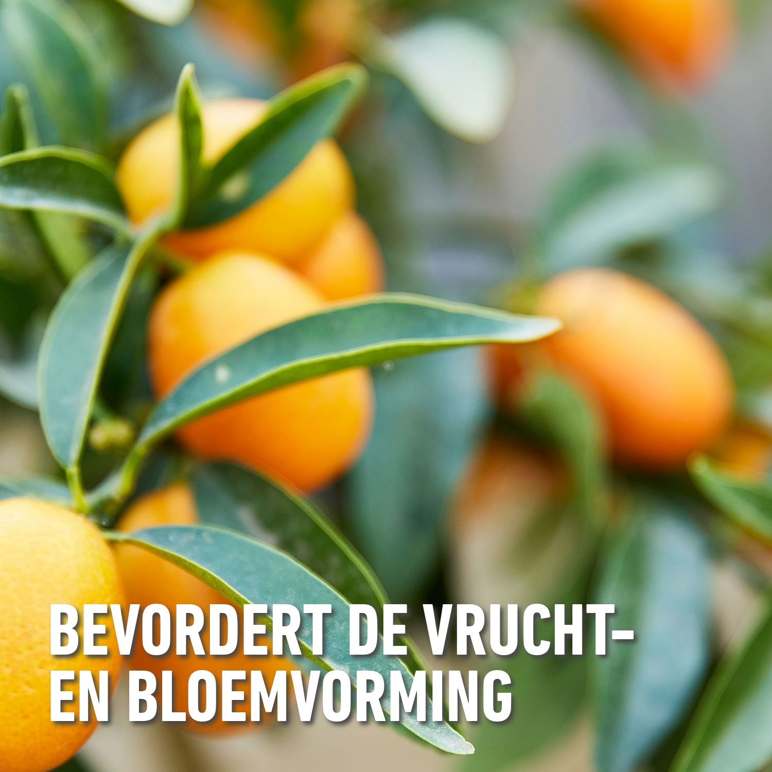 Vloeibare-Meststof-Citrusplanten-500ml