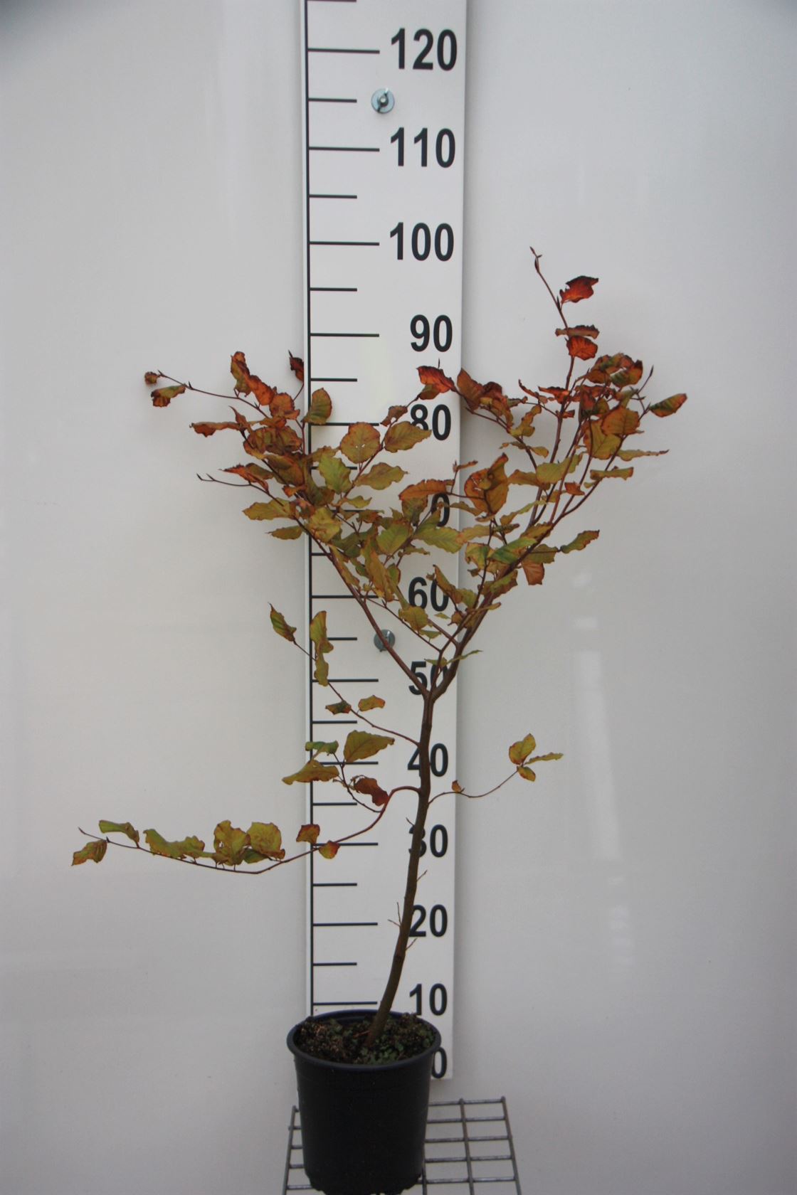Fagus sylvatica 'Atropunicea' - pot - 60-80 cm