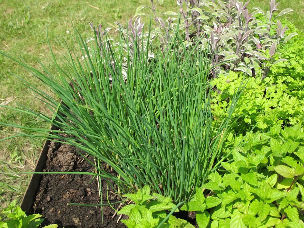 Plantenfiche-Allium-schoenoprasum-gewone-bieslook-