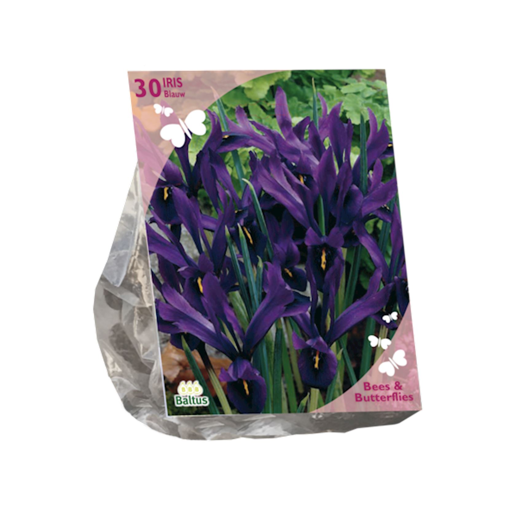 bees-butterflies-iris-reticulata-blauw-per-30