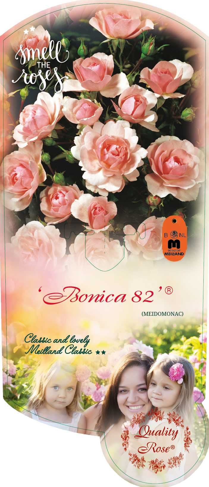 Rosa 'Meidomonac' (Bonica 82) - pot