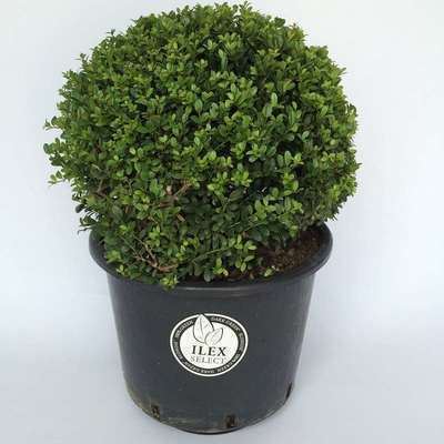 Ilex-crenata-Icoprins11-Dark-Green-bolvorm-50-CO-25L