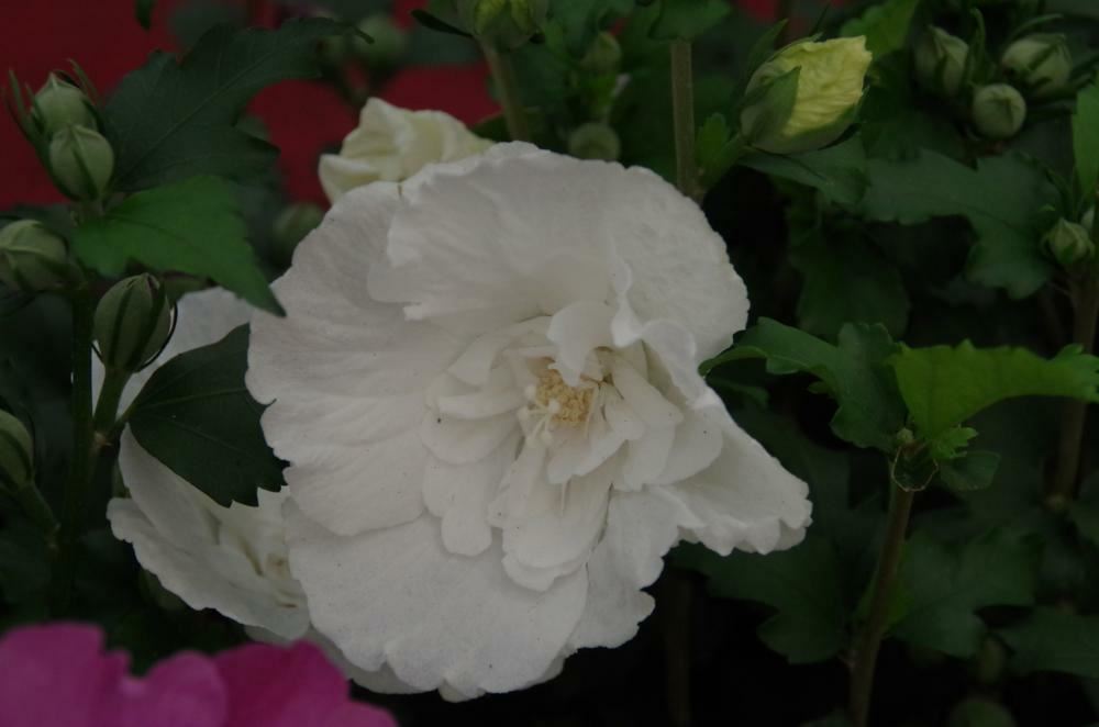 Plantenfiche-Hibiscus-syriacus-Notwoodtwo-White-Chiffon-