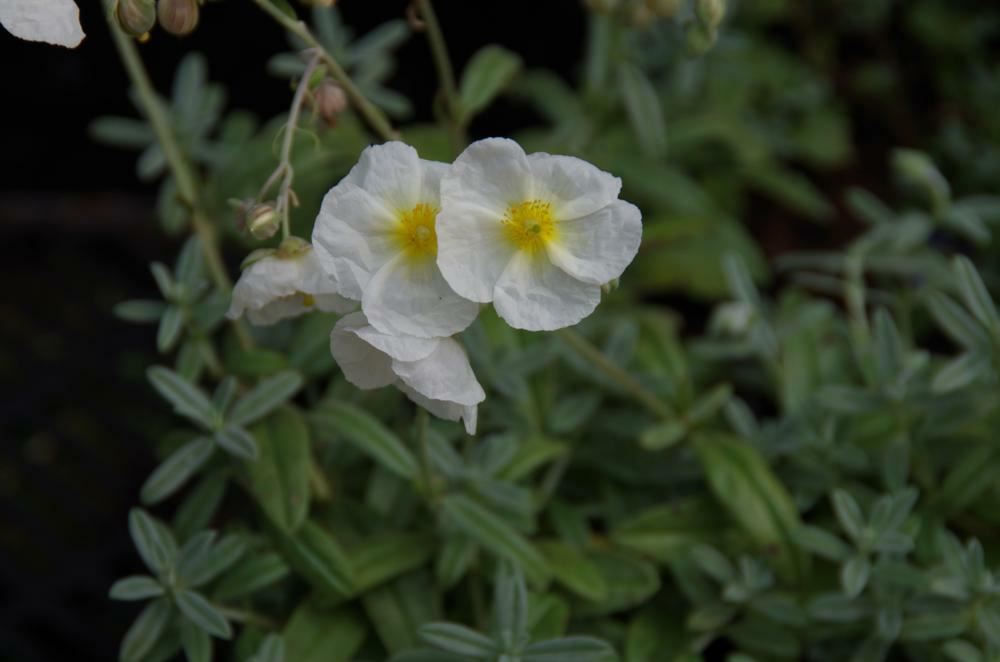 Plantenfiche-Helianthemum-The-Bride-