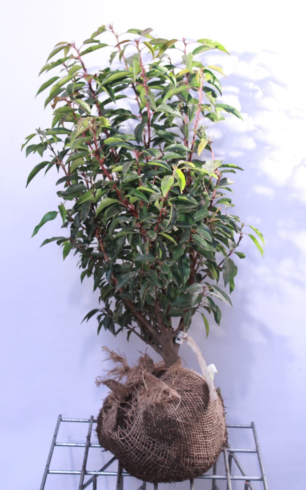 Prunus lusitanica 'Angustifolia' - motte de terre - 60-80 cm - Touffu