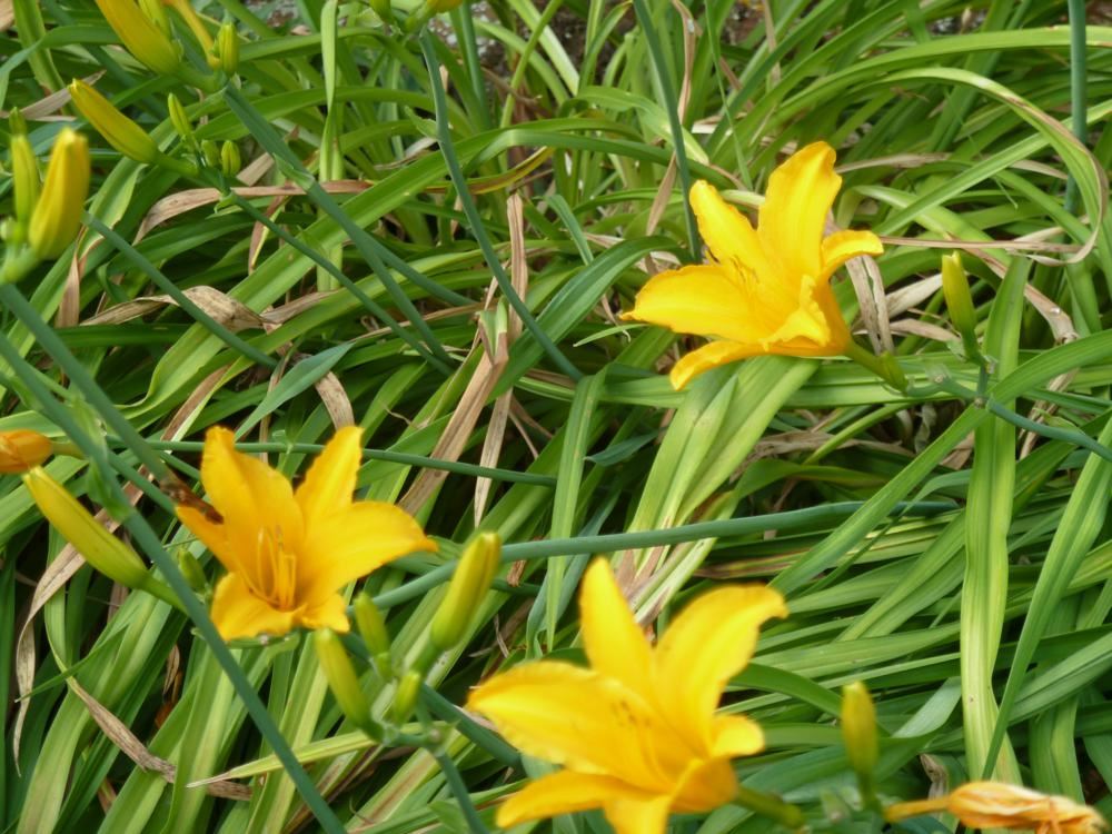 Plantenfiche-Hemerocallis-Aten-