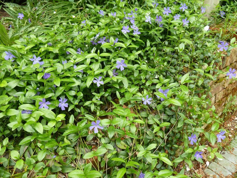 Plantenfiche-Vinca-minor
