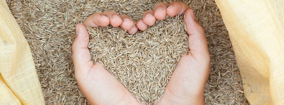 Grass seed in shape of a heart