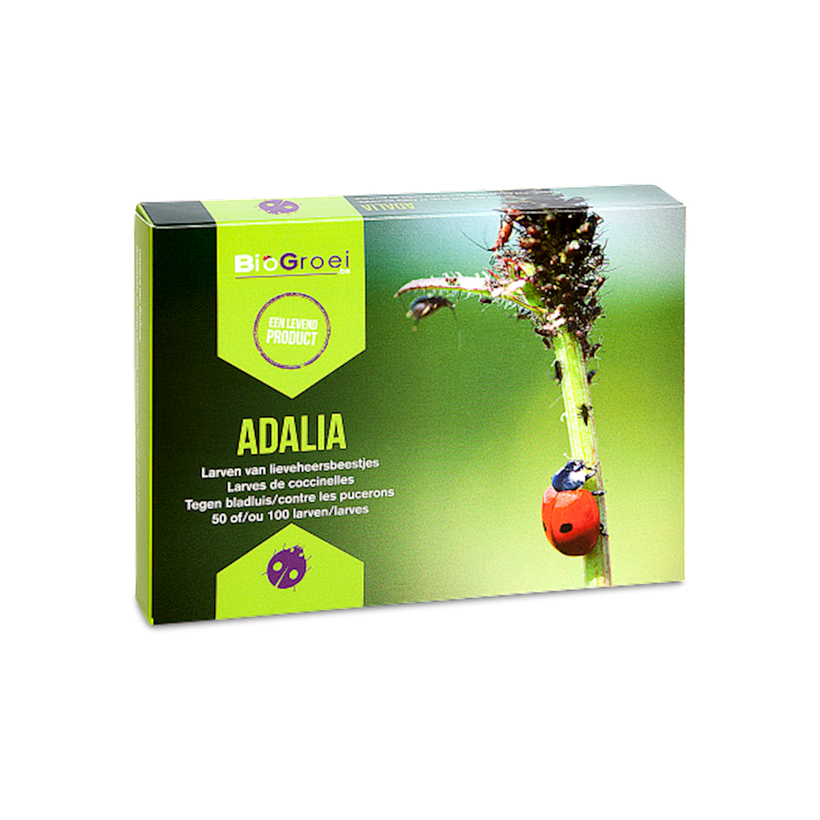 Adalia-50-larven-lieveheersbeestje-