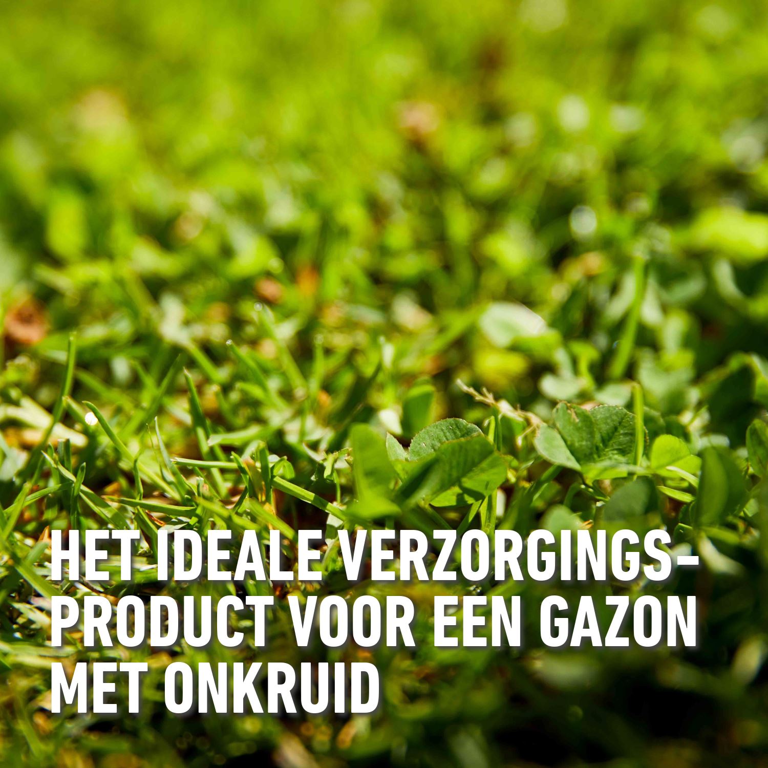 gazonmeststof-plus-onkruidbestrijder-50-m-1-5kg