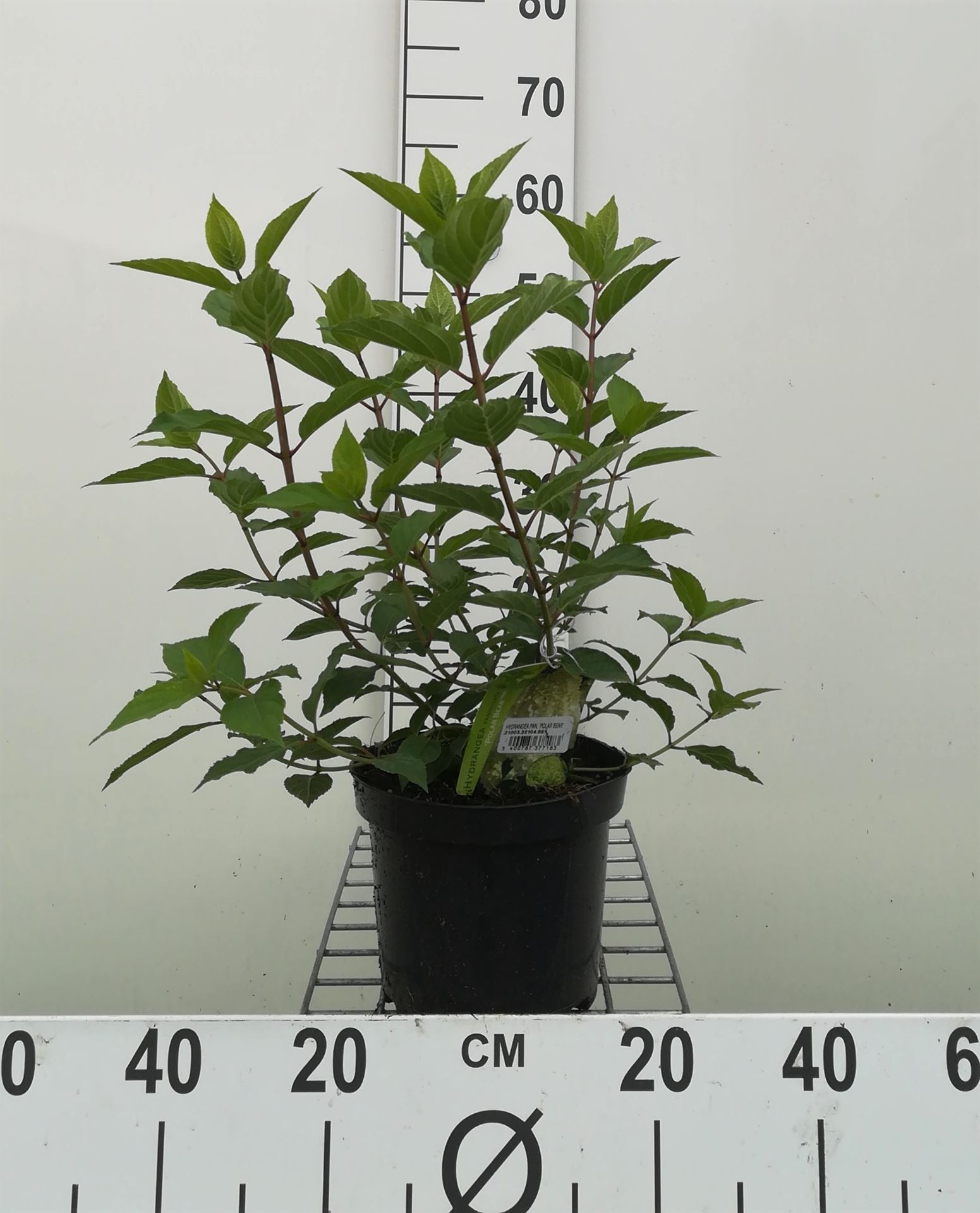 Hydrangea paniculata 'Polar Bear' - pot - 40-50 cm