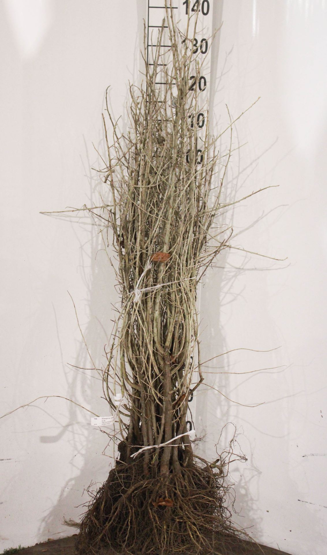 Elaeagnus angustifolia - racines nues - 60-90 cm
