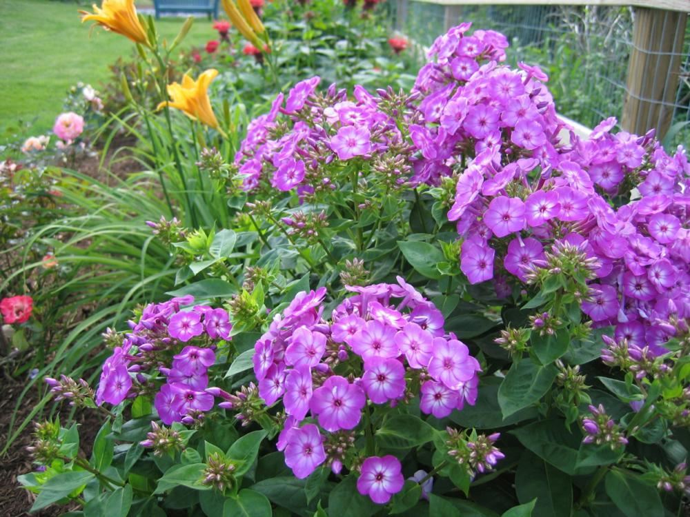 Plantenfiche-Phlox-Barthirtythree-