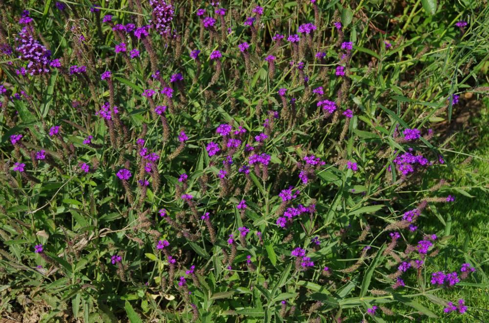 Plantenfiche-Verbena-rigida