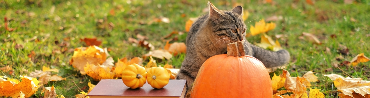 Tuinklusjes in oktober: 5 essentiële taken voor een winterklare tuin