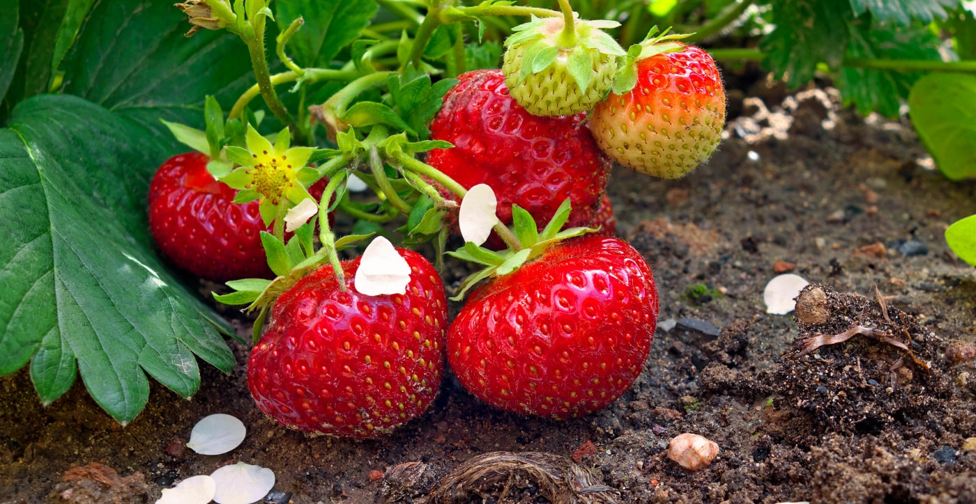 red strawberries growing
