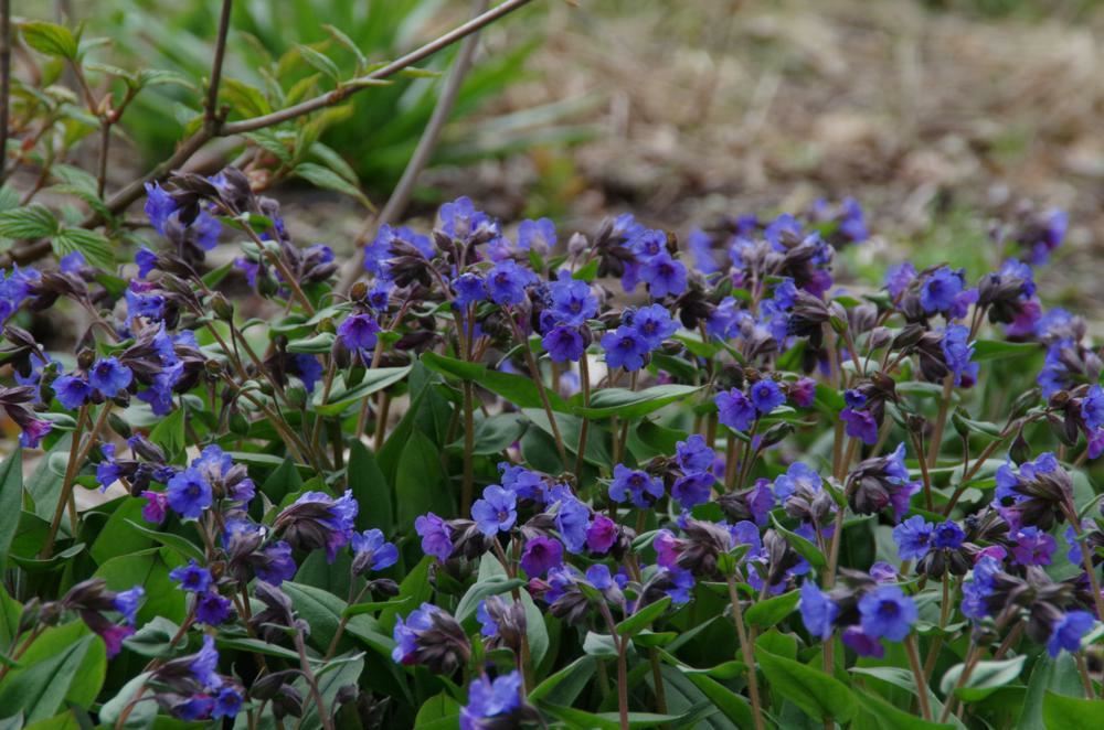 Plantenfiche-Pulmonaria-Blue-Ensign-