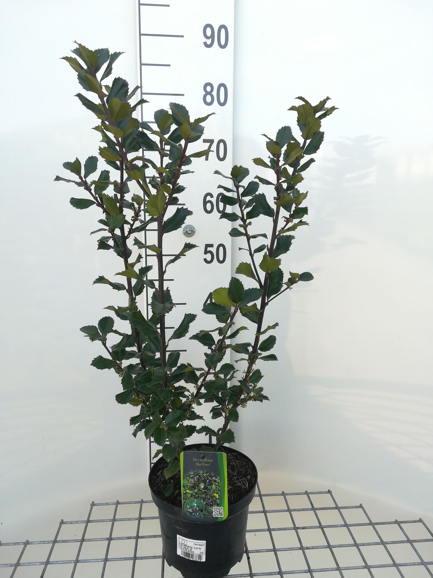 Ilex x meserveae 'Blue Prince' - pot - 40-60 cm