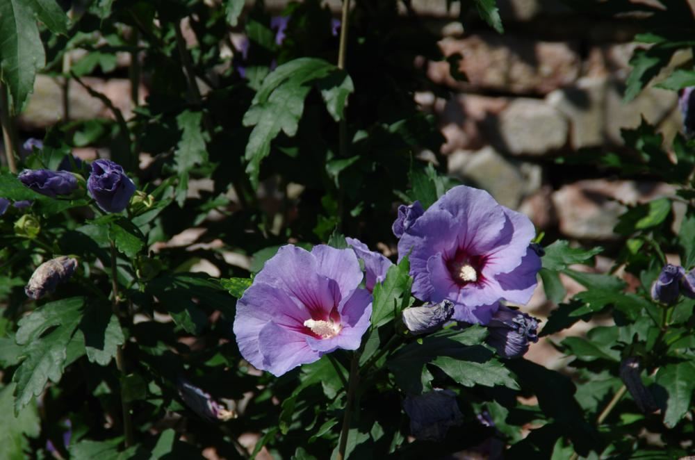 Plantenfiche-Hibiscus-syriacus-Marina-