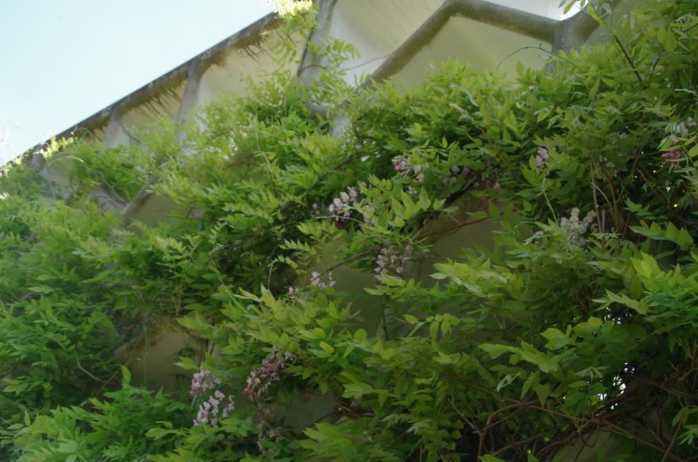 Plantenfiche-Wisteria-brachybotrys-Showa-beni-