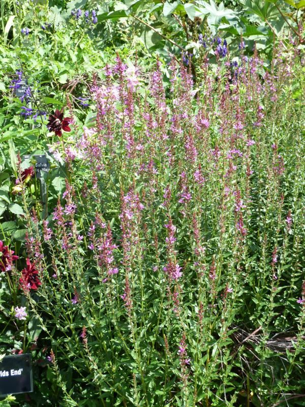 Plantenfiche-Lythrum-Dropmore-Purple-