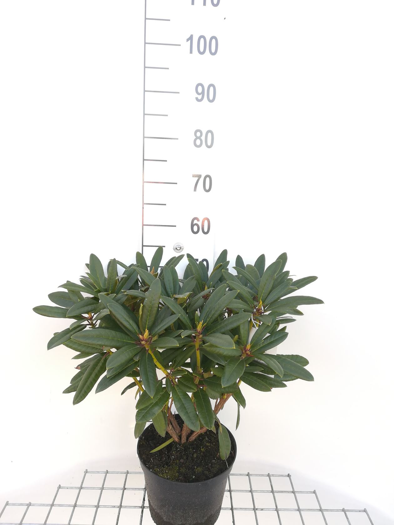 Rhododendron 'Tortoiseshell Orange' - pot - 40-50 cm