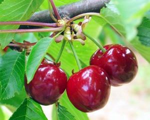 Prunus avium 'Burlat' - bare root - semi-stem tree