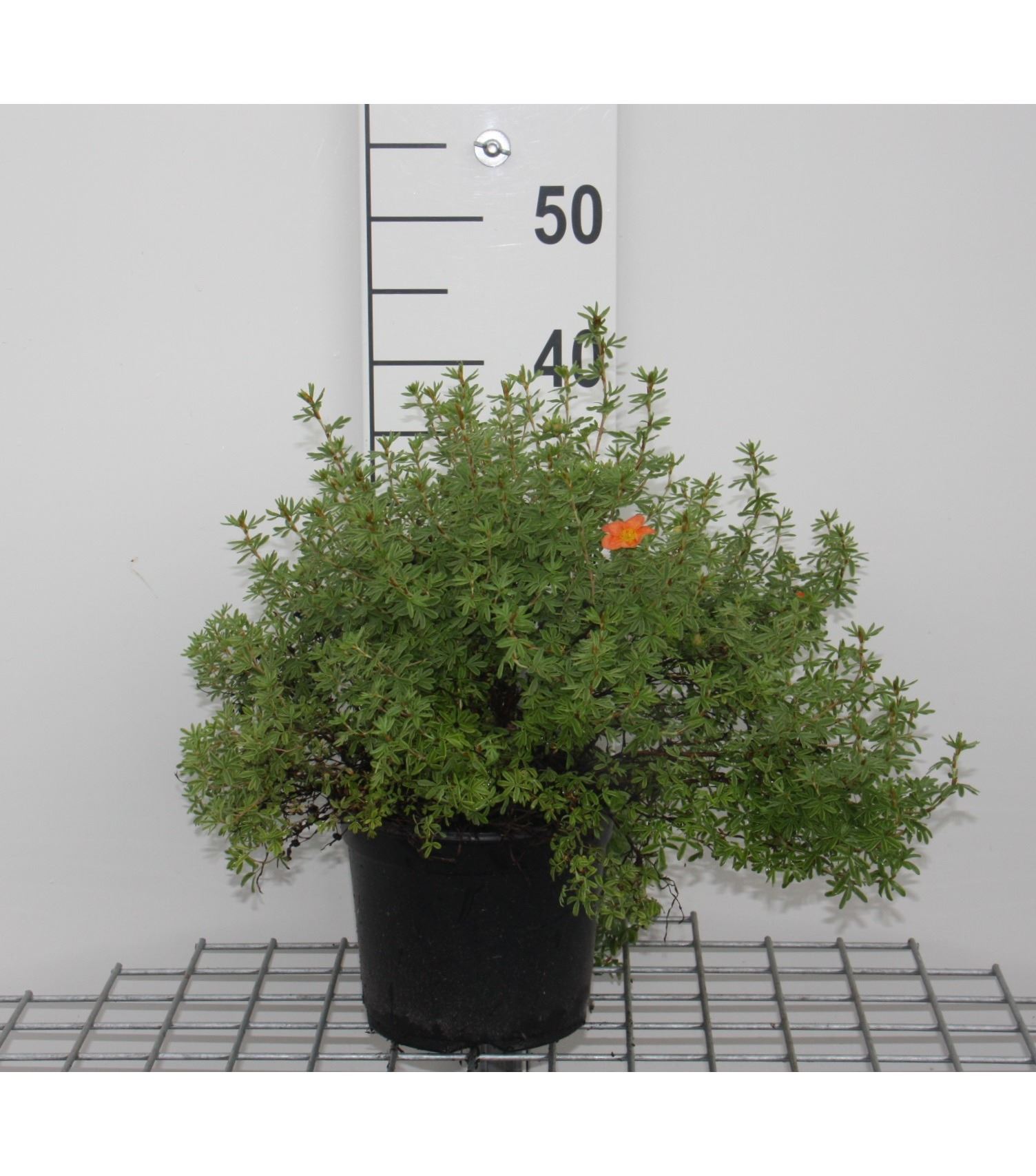 Potentilla fruticosa 'Marrob' (Marian Red Robin) - pot 3L - 25-30 cm