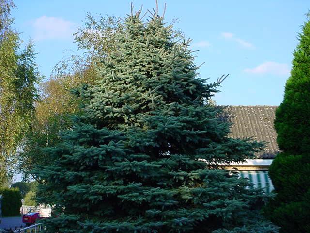 Plantenfiche-Picea-pungens-Koster-